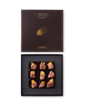 Compartes best chocolate covered peanut brittle gift box, gold brittle pieces, brown and gold box